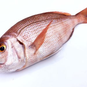Bocinegro pescado en la Costa de Conil