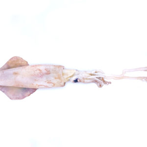 El calamar de potera es capturado vivo