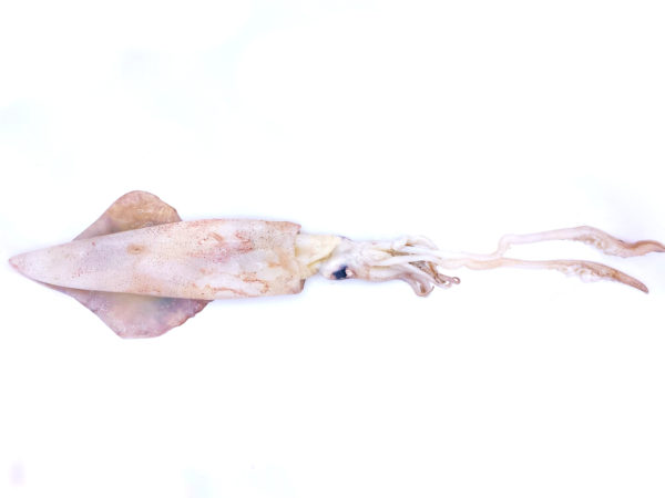 El calamar de potera es capturado vivo